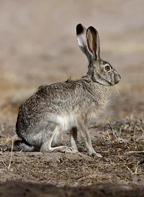 Jack Rabbit