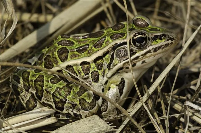 Northern leopard frog - Lithobates pipiens