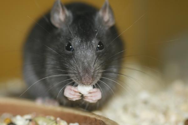 A brown rat in close-up, rats possess metacognition, a mental ability seen only in humans and some primates