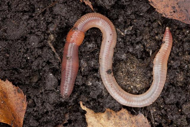 Common earthworm on the ground