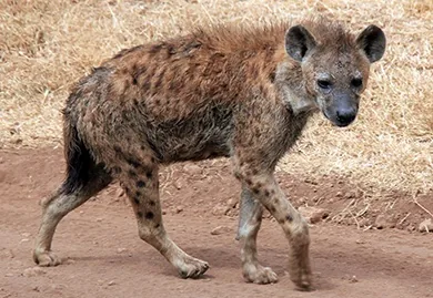 Hyena in the dry savanna