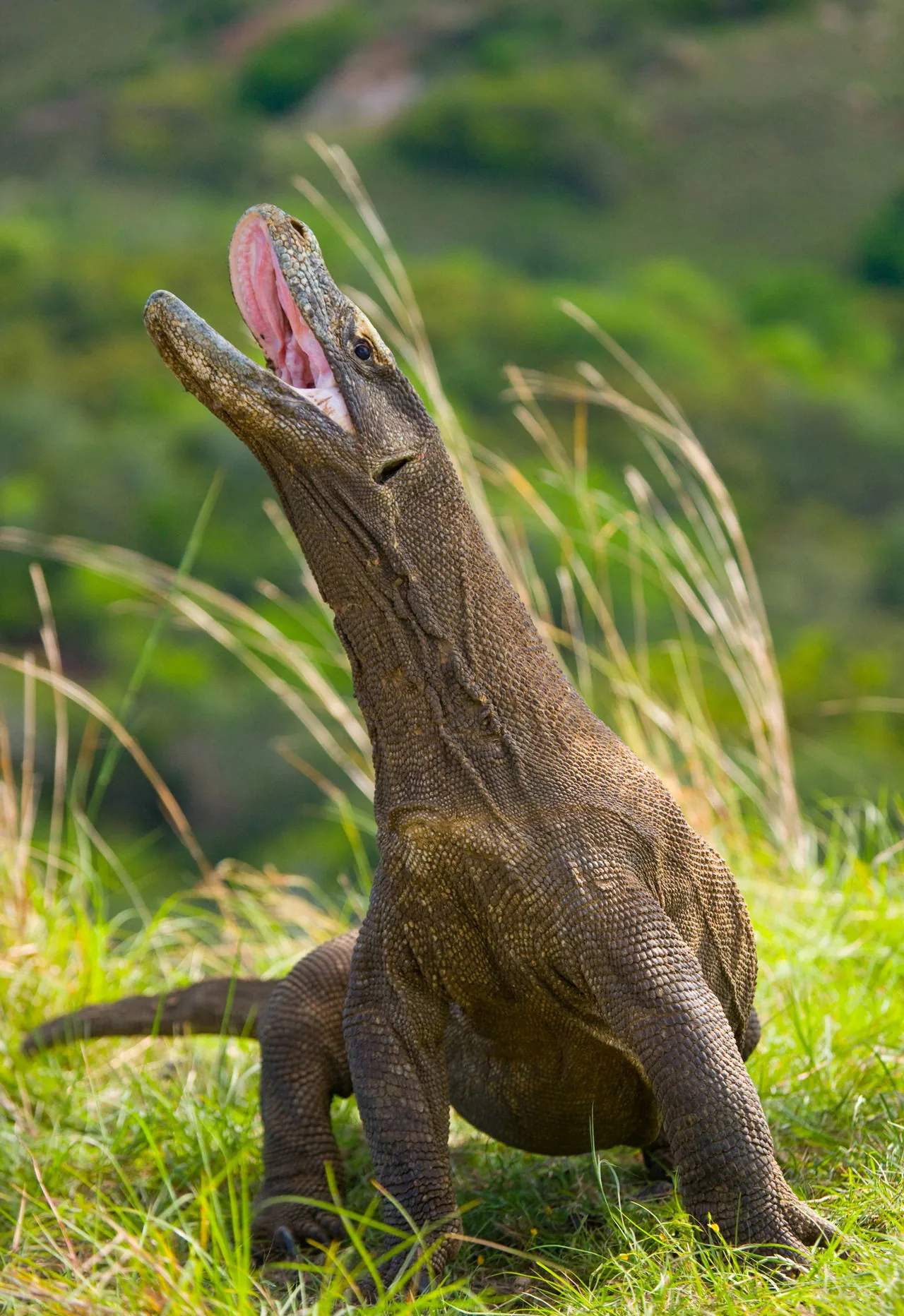 Komodo dragon walking on the ground
