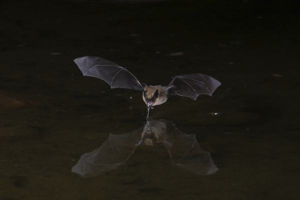 A bat in flight at night, using echolocation to navigate