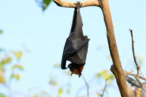 Lyle's flying fox