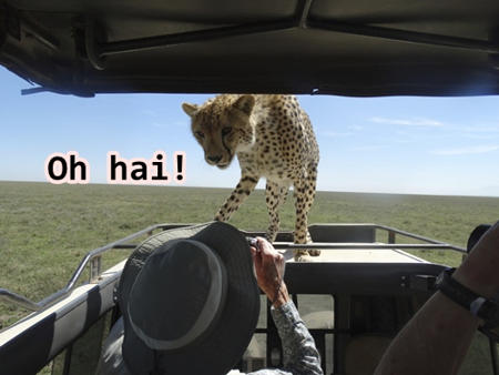 Curious cheetah
