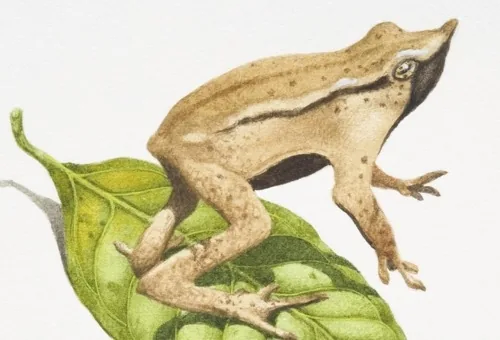 Darwin's frog illustration - Rhinoderma darwinii