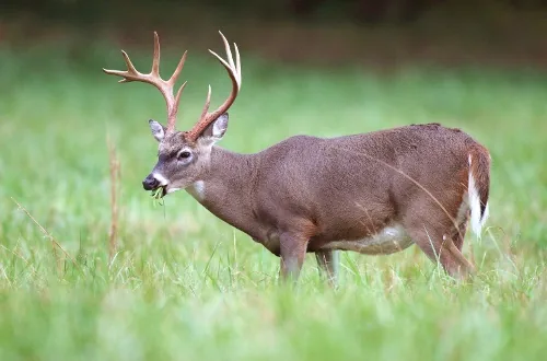 A white-tailed deer standing in a grassy field