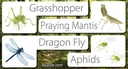 Types of Flying Insects With Pictures