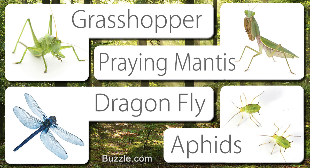 A collage of a grasshopper, praying mantis, dragonfly, and aphids labeled with their names on white cards against a forest background.