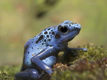Blue Poison Dart Frog, a blue-colored animal
