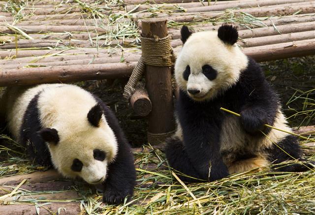 Giant panda in its natural mountain forest habitat