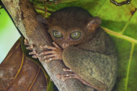 A Philippine tarsier (Carlito syrichta) clinging to a branch, its enormous round eyes adapted for night vision