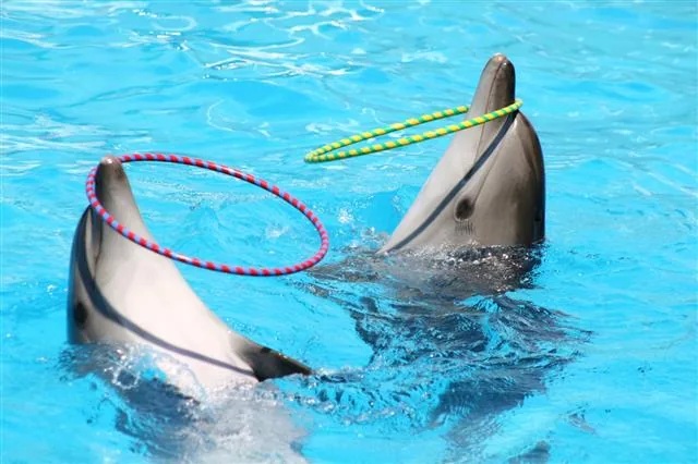 Dolphins performing tricks in a small concrete pool at a marine park, trainer standing at the poolside