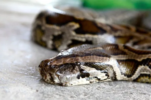 Burmese Python, one of the world's largest snakes
