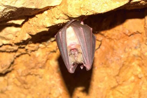 Lesser horseshoe bat