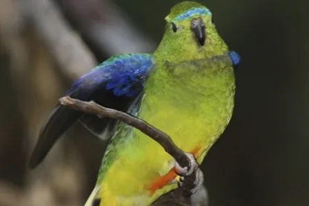 Orange-bellied Parrot (Neophema chrysogaster)