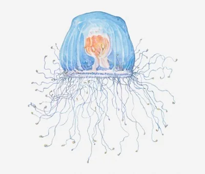 Immortal Jellyfish