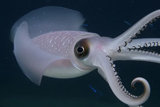 Colossal squid in the deep ocean, large eye visible