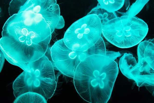 A group of translucent jellyfish drifting together in deep blue ocean water.