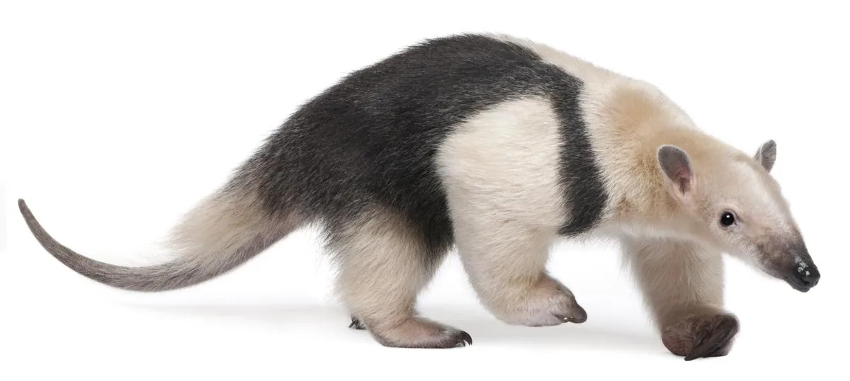 Southern Tamandua anteater on a branch