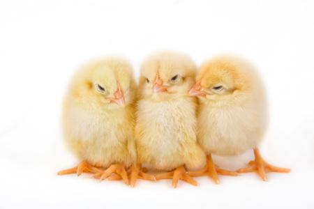 Sweet Easter chicks