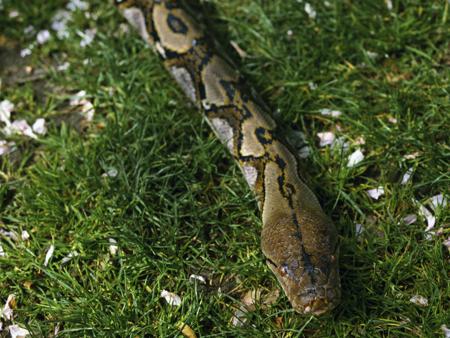 The Reticulated Python