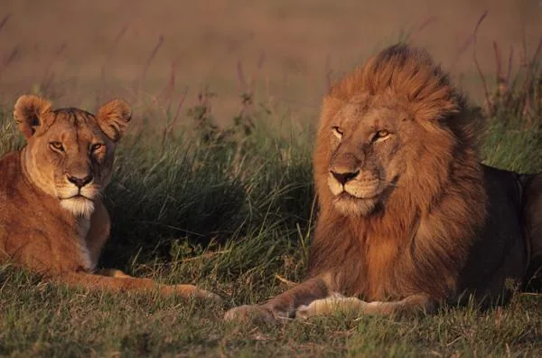 A male lion resting in savanna grass