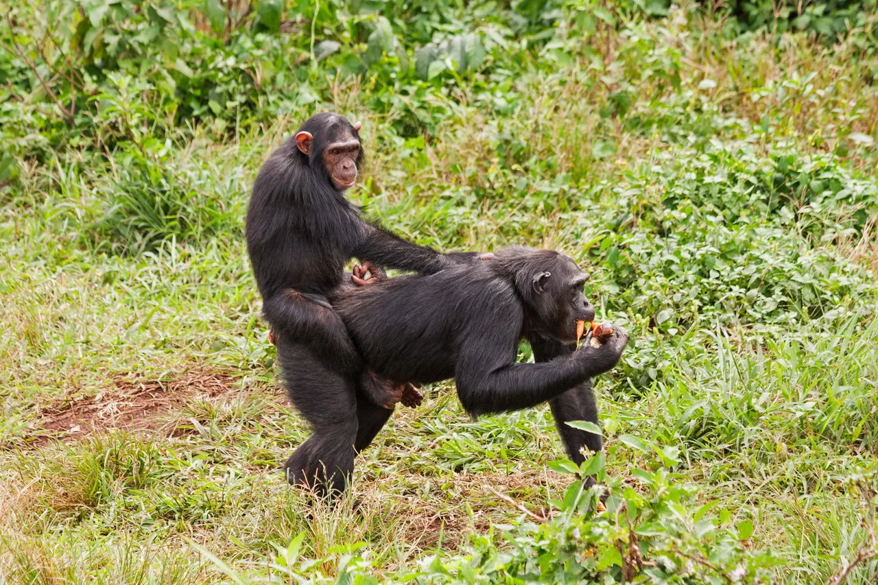 A young chimpanzee with its mother