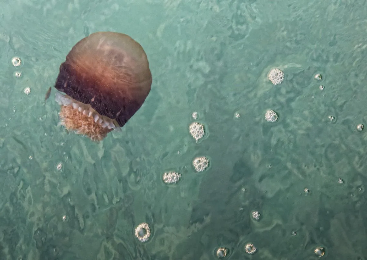 Cannonball Jellyfish swimming near the ocean surface