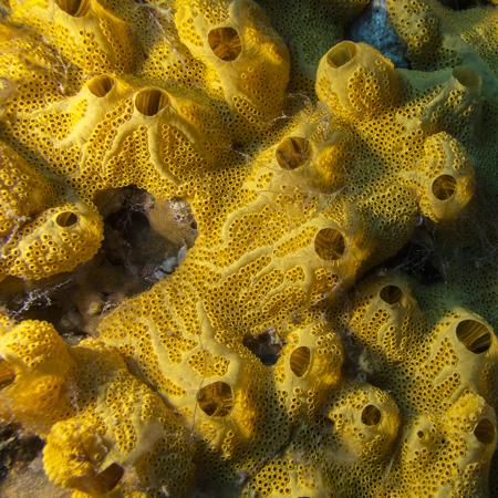Great yellow sponge