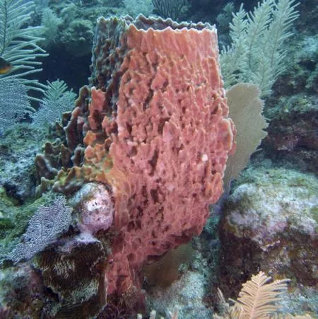 Giant barrel sponge on a coral reef