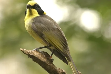 Helmeted Honeyeater (Lichenostomus melanops cassidix)