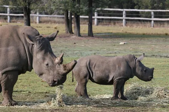 Black Rhinoceros mother and young