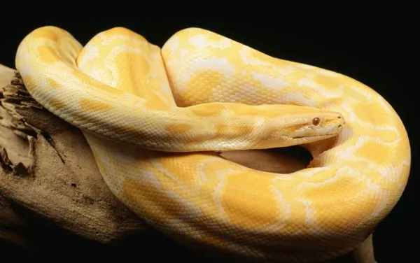 Burmese Python, a nonvenomous snake