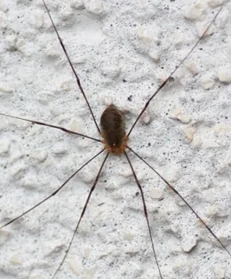 A cellar spider (Pholcus phalangioides) in its web