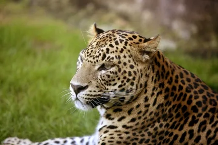 African leopard resting, bright amber eyes facing forward