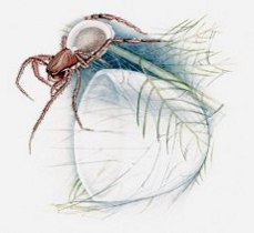 A water spider building its underwater diving bell, surrounded by aquatic plants
