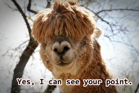 Goofy alpaca
