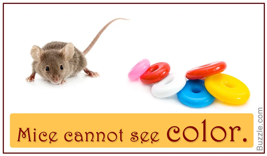 A mouse sitting in filtered light, mice cannot see full color
