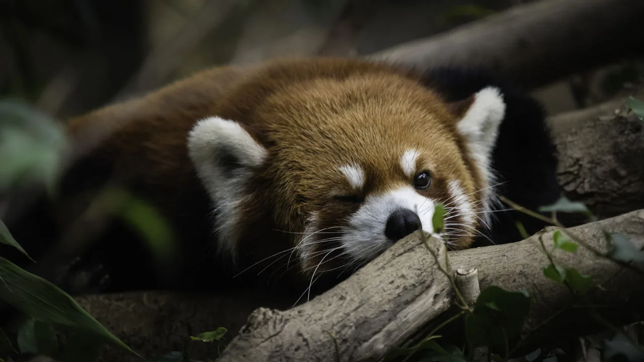 Red panda resting on a branch with legs dangling, a classic summer sleeping pose
