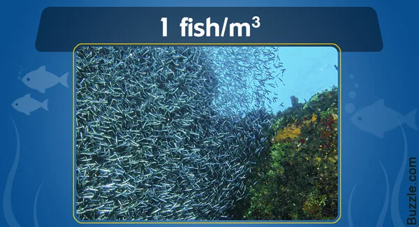 A group of herring swimming together in the ocean with light filtering from above