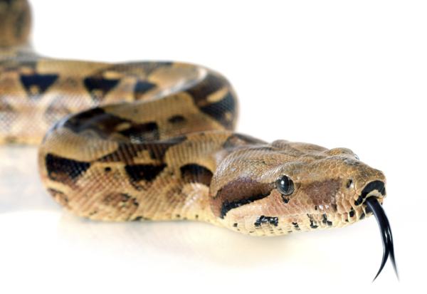 Boa Constrictor, a nonvenomous snake