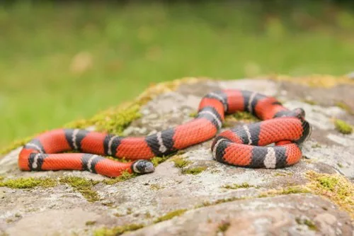 Milk snake with red, black and yellow bands
