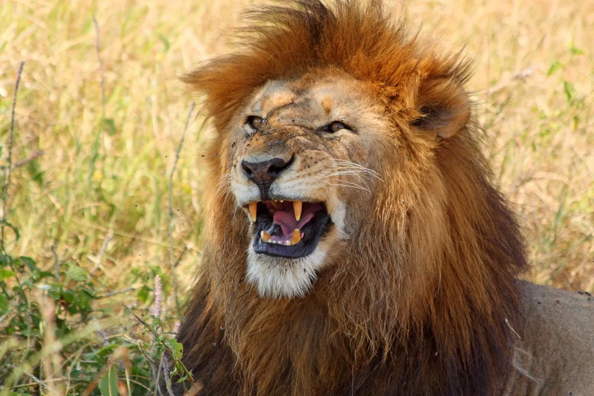 An angry lion snarling and showing its sharp teeth