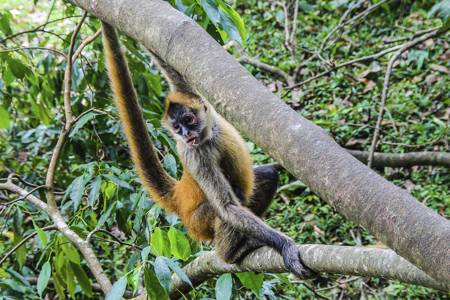 Spider monkey hanging from a tree by its prehensile tail