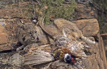 A bobcat with a pheasant it has hunted