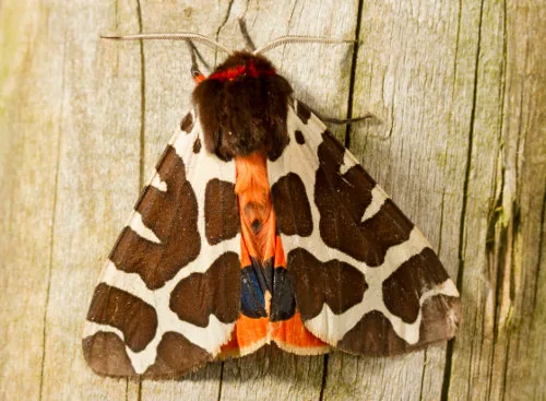 Brightly patterned tiger moth perched on a stem