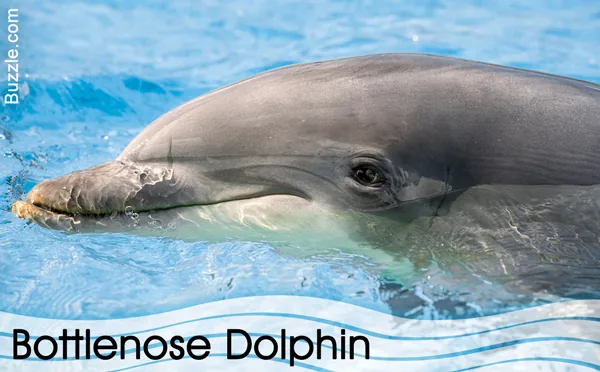 Bottlenose Dolphin