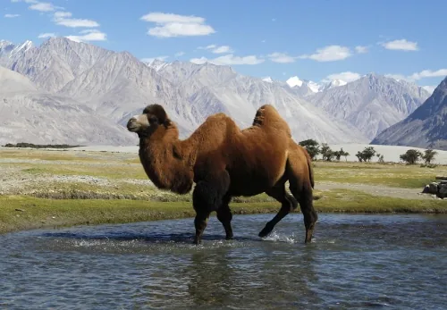 Bactrian camel in the Gobi Desert