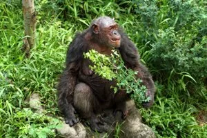 Chimpanzee foraging